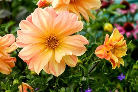 Dahlias Flowers Plant Orange Free Photo On Pixabay Pixabay