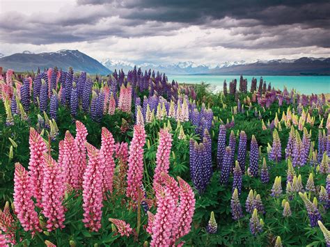 Landscape Lake Tekapo Lupins Flowers Mountains Dark Cloud