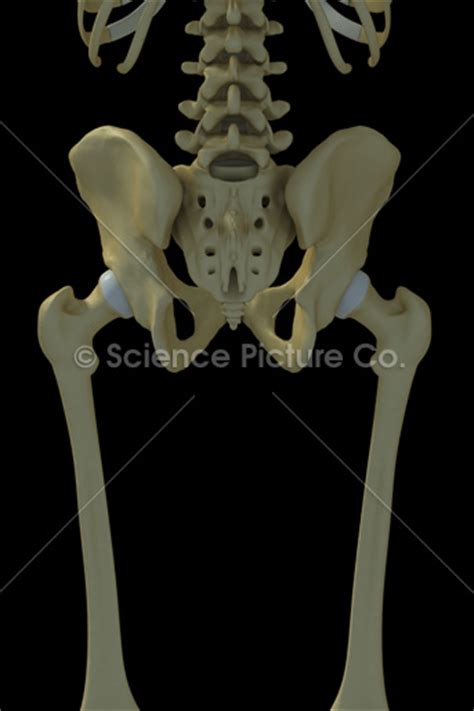 Female neck bones stock photos and images. Bones of the Pelvis and Lower Back - spc-id-0574 - Science 3D illustration