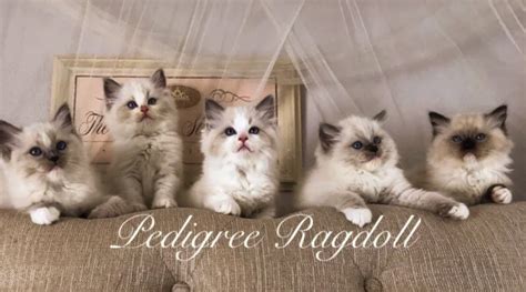 Pedigreeragdoll Registered Ragdoll Cat Breeder In Palmdale California