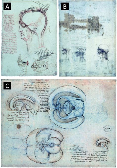 Sketches By Leonardo Da Vinci On The Anatomy Of The Brain