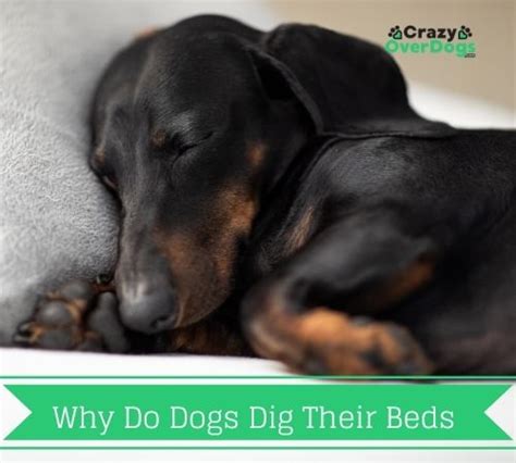 Why Do Dogs Dig Their Beds Infographic Included Crazy Over Dogs