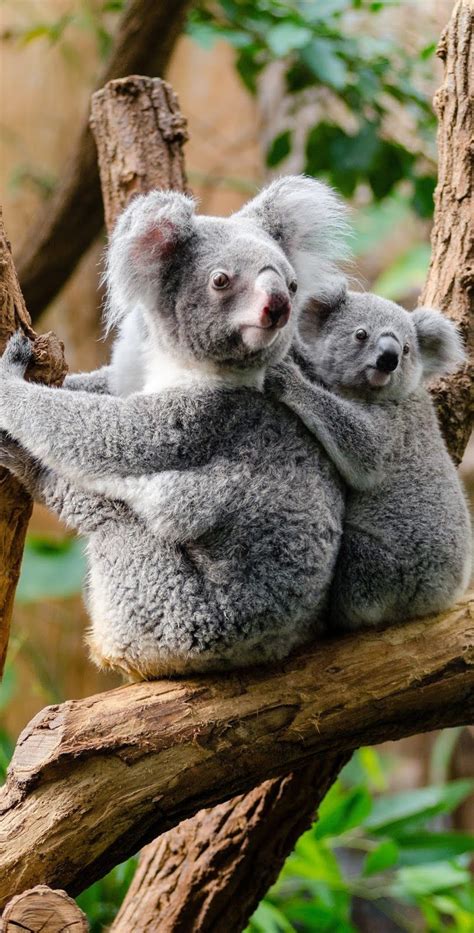 About Wild Animals A Cute Koala Baby Holding On To Mother Koala Bear