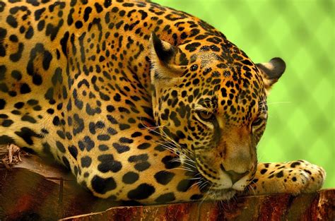 Jaguar Big Cat Carnivore · Free Photo On Pixabay