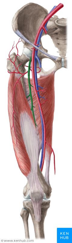 Fmg = female muscle growth. Deep Femoral Artery | Anatomie, Geburtshilfe, Medizin