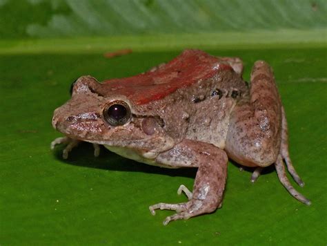 Smooth Jungle Frog Life List Blog Posts