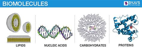 Biomolecules Proteins Structure And Function Of Biomolecules