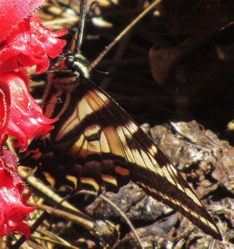 Pale Tiger Swallowtail On Snowplant Papilio Eurymedon Bugguide Net