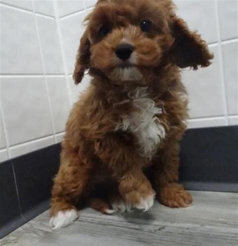 We are doing virtual adoptions and contracts at this time. Cavapoo Puppy for Sale - Adoption, Rescue for Sale in ...