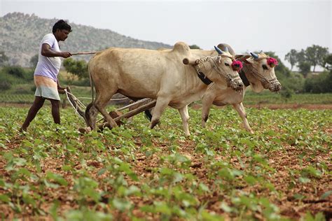 Old house images in tamilnadu. Why Small Farmers In Tamil Nadu Borrow Money At 60% ...