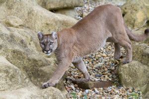 Wild Cats List - Types of Wild Cats, Species, Breeds - BigCatsWildCats