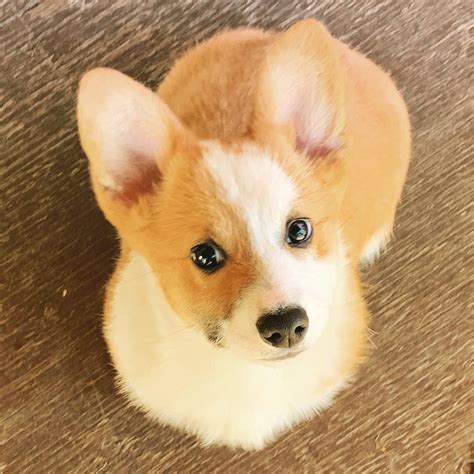 Puppies Now Available The Official Site Of Rocky Mountain Corgis