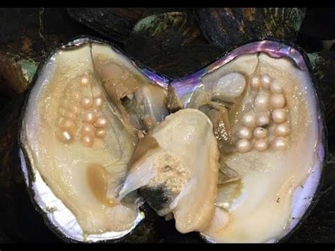 Don't ask for or offer gift packages, pearls, guild payouts, or pearl items. Taking out Pearls from Sea Shell | Real Pearls from Oyster ...