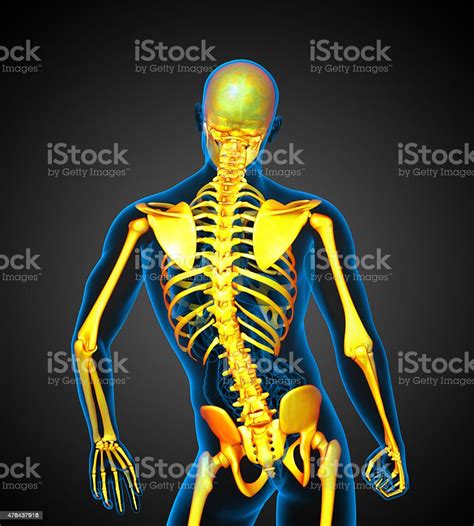 3d Medical Illustration Of The Human Skeleton Stock Photo Download