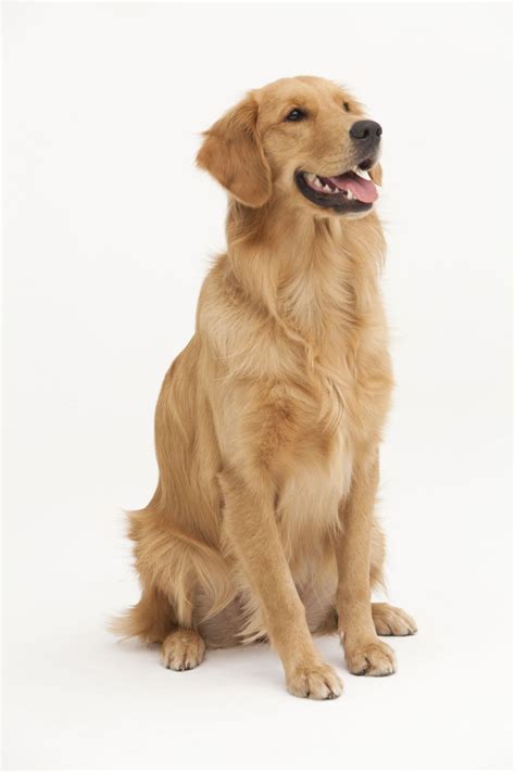 15 Things You Didnt Know About Golden Retrievers A Well