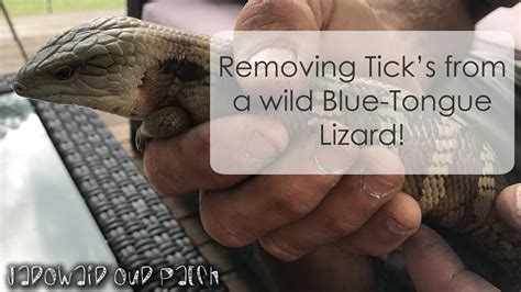 Tick Removal From A Wild Blue Tongue Lizard Youtube