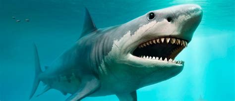 Megalodon Shark Was An Absolute Unit Scientists Confirm Bbc Science