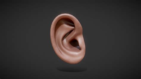 Human Ear Download Free 3d Model By Roelantsteven 471e5ab Sketchfab