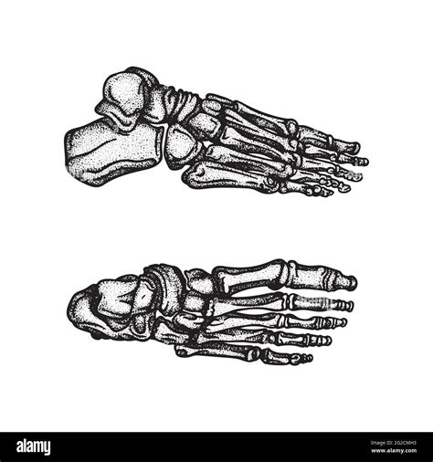 Foot Foot Bones Top And Side Hand Drawn Vector Illustrations Set Part