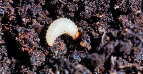 Tiny White Bugs In Soil How To Remove And Stop Them Returning Geartench