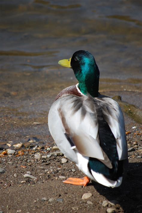 Free Images Nature Wing Wildlife Beak Fauna Plumage Drake