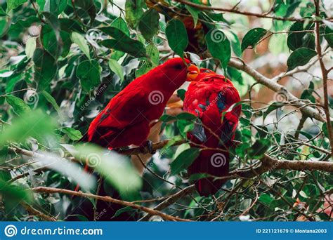 Pair Of Red Eclectus Parrots Portrait Closeup On A Tree Stock Image