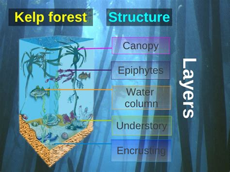 Kelp forests are one of the most diverse biomes due to the range of fauna and flora that make their home in these biomes. Kelp forest Structure Canopy Layers