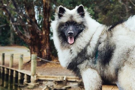 6 Most Unusual Dog Breeds In Our Pack Pitpat