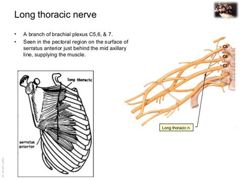 Applied Anatomy Long Thoracic Nerve Injury