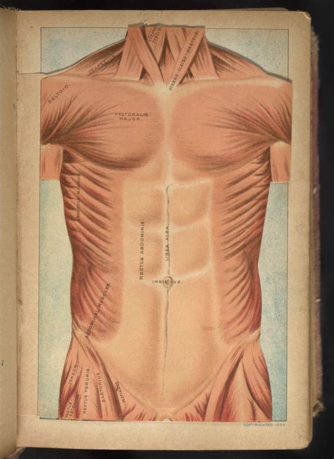 Three Dimensional Anatomical Diagram Of Chest And Abdomen Science
