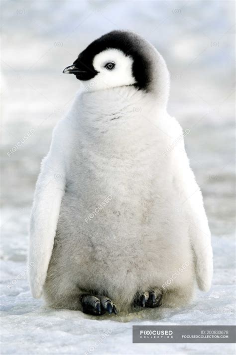 Cute Emperor Penguin Chick Standing In Snow On Snow Hill Island