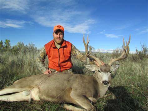 Guided Mule Deer Hunts Wyoming Bighorn Mountain Outfitters