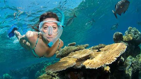 Great Barrier Reef Full Day Snorkel Tour Reefquest Epic Deals And