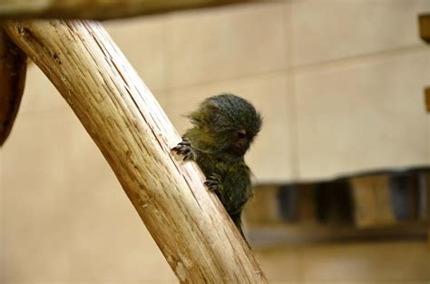 Genero de geckos de la familia de los geconidos que se encuentran en el africa subsahariana y la zona indomalaya de asia; Novinky z našich chovů | SZAT Litomyšl
