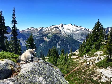 Best Hikes To See Mountain Goats Best Hikes Mountain Goat Wenatchee