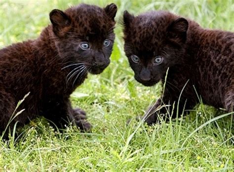 Baby Black Panther Animals Pinterest Babies
