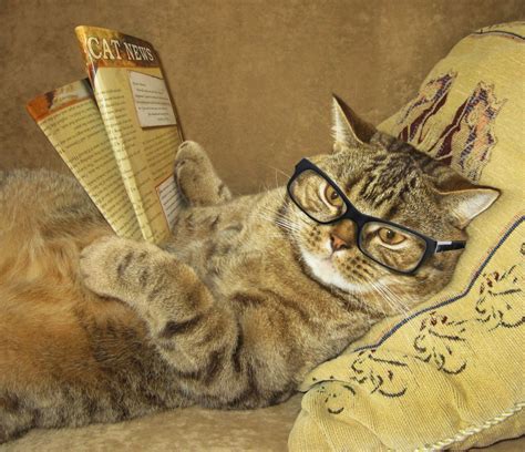 Download Glasses Funny Cat Hd Wallpaper