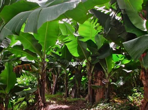 10 Manfaat Dan Khasiat Kesehatan Batang Pisang Bagi Tubuh Kita