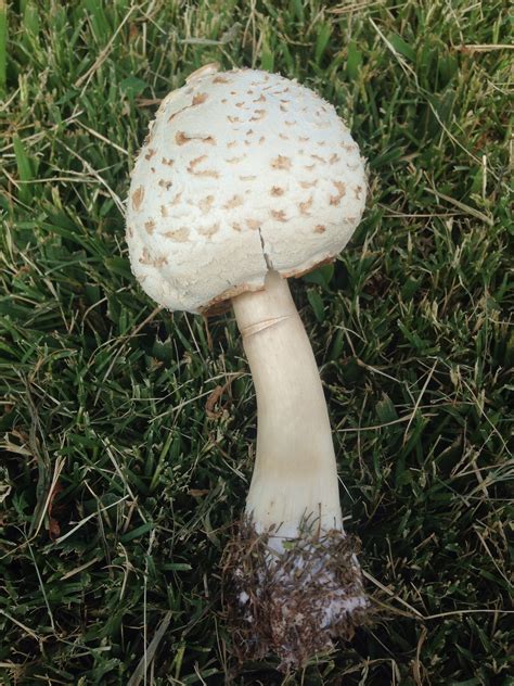 Help Id White Mushroom White Gill Sw Tx Mushroom Hunting And