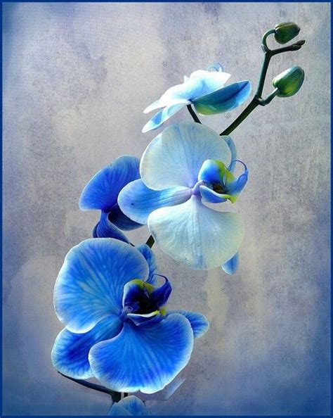 Blue Diamond Orchids Orchids Painting Flower Painting Flower Art