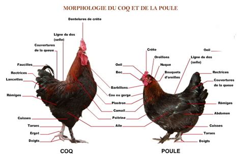 Morphologie De La Poule