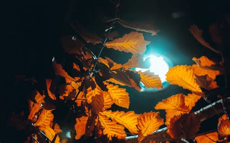 Download Wallpaper 3840x2400 Lantern Light Leaves Branches Autumn