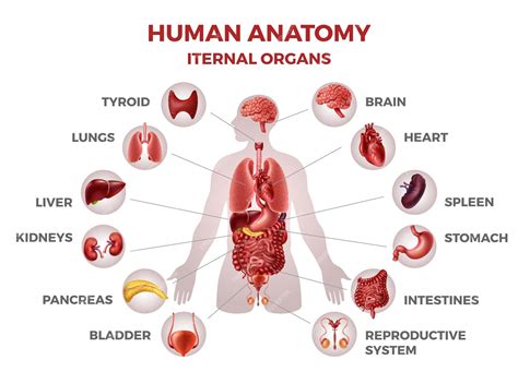 Corpo Humano Desenho Com Nomes