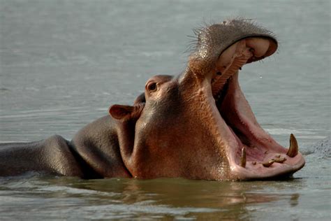 Largest Hippo Population In South Africa Lake St Lucia Kwazulu Natal