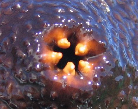 These Are The Anal Teeth Of A Sea Cucumber Rwtf