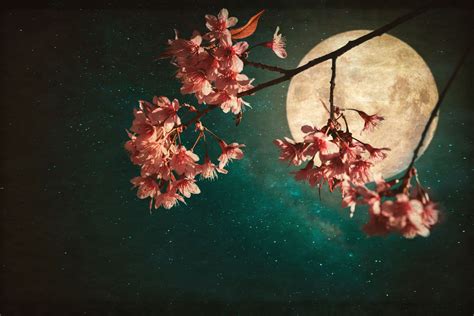 Cherry Blossom And The Misty Moon Soldiers Of The Light Ministries