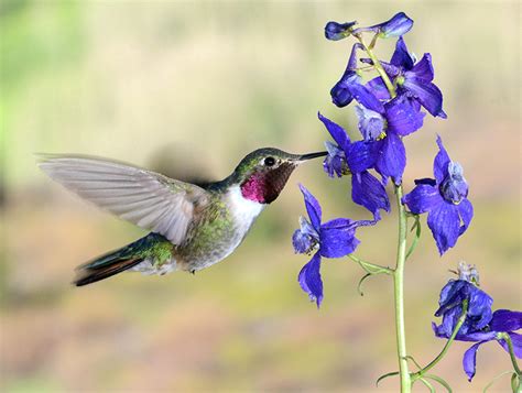 What flowers do hummingbirds like in colorado. Hummingbirds See Colors Humans Can Only Imagine | College ...