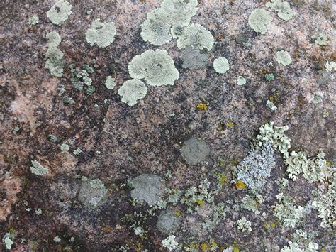 Tripadvisor has 1,080 reviews of lachen hotels, attractions, and restaurants making it your best lachen resource. Lichen on Rock Face Picture | Free Photograph | Photos Public Domain