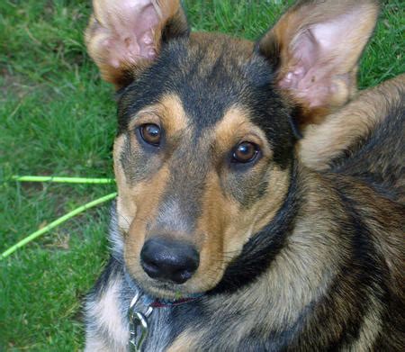 Shipping a pet is a lot of work. Drake the Australian Cattle Dog Mix | Dogs | Daily Puppy