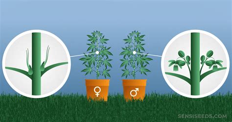 How To Tell The Sex Of Your Cannabis Plants Sensi Seeds